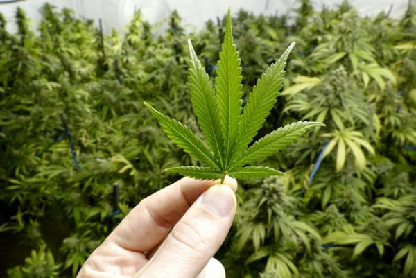 Cannabis legale: la cassazione si esprime