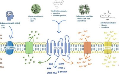Il Sistema Endocannabinoide: una panoramica semplice e l’interazione con i cannabinoidi come il CBD
