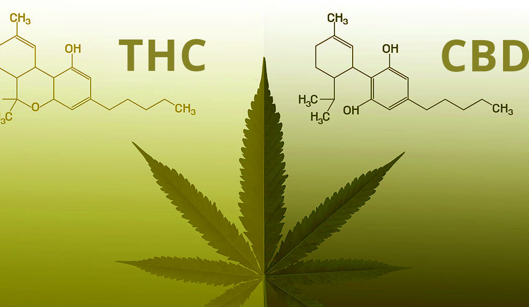 Cannabis CBD o THC quale il Migliore