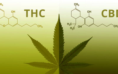Cannabis: CBD o THC, Quale È il Migliore?